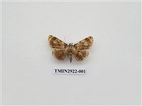 藏品(夜蛾208)的圖片